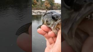 Shoal Bass adventures The River Awaits 🐟🎣bassfishing fishing [upl. by Lewellen]