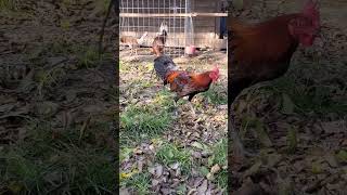 Gallo Brown redAlbany propiedad de Gallos Finos de Houston TX gallosfinos brownred albany [upl. by Sufur]