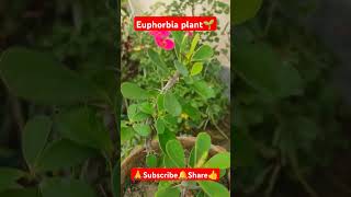 Euphorbia Plant🌱 shorts viralvideo gardening plantcare plantgrowth [upl. by Goran]