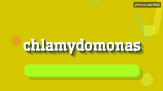 CHLAMYDOMONAS  HOW TO PRONOUNCE CHLAMYDOMONAS chlamydomonas [upl. by Aranaj435]