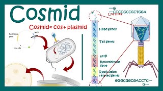 Cosmids  What are cosmid vectors  What is the difference between plasmid and cosmid [upl. by Enelyak821]