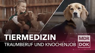 Tiermedizin in Leipzig – Traumberuf und Knochenjob  Entdecke den Osten  MDR DOK [upl. by Lyreb]