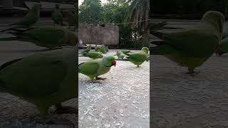 🥰🥰Na Na Na status slowedandreverb short trending viral birds parrots [upl. by Charo]