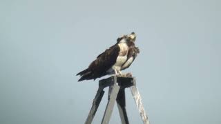 28323 Balbuzard pêcheur Pandion h haliaetus Osprey [upl. by Fayette497]