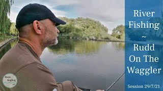 River Rudd On The Waggler  Fishing The Avon  29721 Video 259 [upl. by Eetsirk]