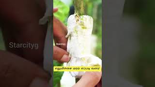 lemon tree magic proven methods for propagating with cuttings shorts [upl. by Elish]