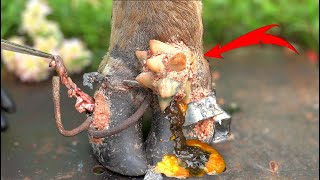 Poor Cows Leg PIERCED by Iron Bar FULL of Pus and Worms 🐄 satisfying 181102 [upl. by Renckens889]