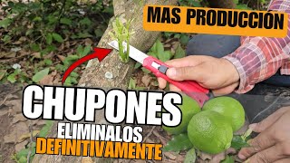 Quita los Chupones de Limón de Forma Definitiva Elimínalos y Mejora la Producción [upl. by Naarah601]