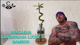 DRACAENA SANDERIANA LUCKY BAMBOO аСм [upl. by Silvana]