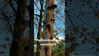 herfst paddestoelen like subscribe westerbork vlog [upl. by Scornik142]