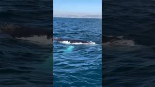 3 Sighting with 6 Humpback Whales Bottlenose Dolphin amp Common Dolphin 🐋 🎥 Loriannah Hespe [upl. by Goff]