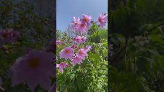 Beautiful Dahlias on the highway [upl. by Imis]