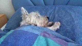 Westie in my bed [upl. by Berthe]