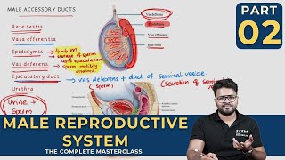 Mastering MALE REPRODUCTIVE SYSTEM  Human Reproduction  CLASS 02 [upl. by Lara298]