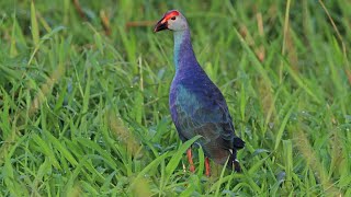 SWAMPHEN BIRD SOUNDCALL hmetv5490 [upl. by Carlen]