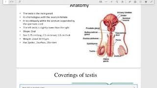 Cryptorchidism Pathology [upl. by Eniawed]