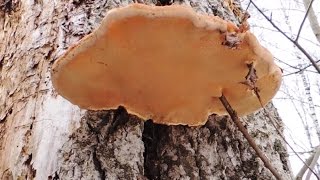 Трутовик 🍄 на 🌳 осине Phellinus tremulae Bond Bond et Boriss [upl. by Nueormahc848]