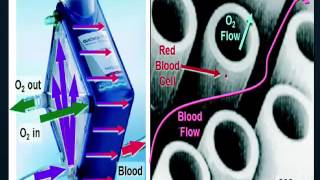 ECMO Overview 04042016 [upl. by Eilyac]