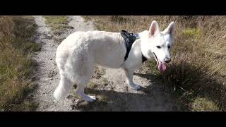 Swiss White Shepherd  Hoge Vorsel Heesch [upl. by Ress]