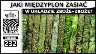 PO ZBOŻU I PRZED ZBOŻEM  JAKI MIĘDZYPLON ZASIAĆ W UKŁADZIE ZBOŻEZBOŻE  ODCINEK 232 [upl. by Alyakcm]