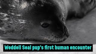 Uncut and curious weddell seal approaches people at McMurdo Station [upl. by Ludovico]