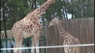 La Girafe et le Girafon  Touroparc Romanèche Thorins  Saône et Loire  France [upl. by Natsrik512]