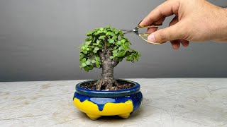 Making Bonsai Tree in 1 Year  Jade Plant  Repotting  Pruning  Portulacaria Afra [upl. by Ytitsahc847]