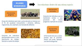 Ecología II  relaciones bióticas  intraespecificas e interespecificas  ciclos bioquímicos [upl. by Hansel]