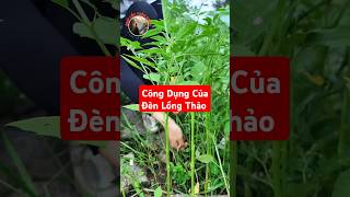 Bạn biết công dụng của Đèn Lồng Thảo chưa [upl. by Sidell]