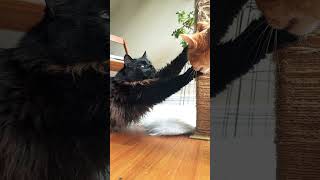 WEEKEND IS HERE 😸 pets catstretching cats cat catlover baloo catvideos blackcat catshorts [upl. by Myles880]