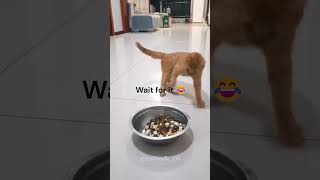 Funniest Cat Moments That Will Make You Laugh Nonstop 😂🐾 [upl. by Hirsch]