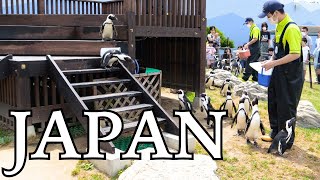 4K  Walking tour to explore a zoo in Japan with surprise animal performances [upl. by Chem]