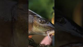 Autumn Barbel Fishing fishing fishingvideo barbelfishing [upl. by Kolk]