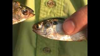 Gizzard Shad Fish 24 and Threadfin Shad differences [upl. by Dorris]