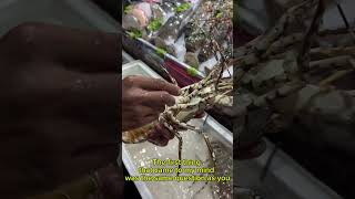 Eliyle ıstakoz besleyen cesur yürek asia thailand vlog food holiday turkey [upl. by Selene298]