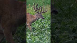 Salad Bar For 1 Please whitetail velvet salad [upl. by Faria]