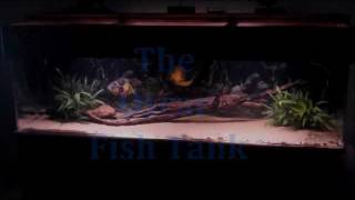 The Oscar Fish Tank [upl. by Zilevi]