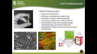 Using Human Stem Cellderived Cardiomyocytes to Investigate In Vitro Human Cardiomyocyte Biology [upl. by Gwen]