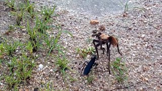 Tarantula Hawk vs Tarantula [upl. by Ledeen]