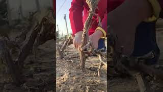 Construction process of winterizing grapevines [upl. by Icart]