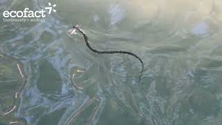 Viperine snake chub and barbel in the River Cinca Spain [upl. by Catherine189]