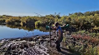 Beaver Dam Removal Musky Bay 2023 5 [upl. by Samot543]