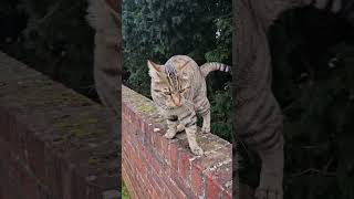 Reggies now wearing his thicker woolly coat cat bengalcatlovers [upl. by Erait]