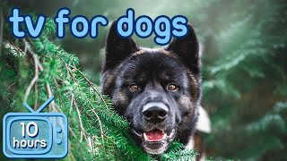 Virtual Dog TV Videos for Dogs to Prevent Boredom With ASMR Music [upl. by Otreblif363]