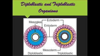 Diploblastic and Triploblastic Organization [upl. by Aicetel]