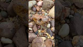 Limonite Stained LSA agate rockhounding rocks nature [upl. by Nedah]