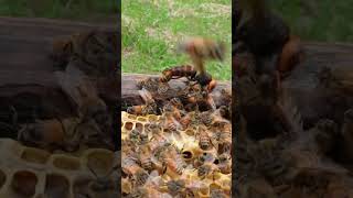 Western Honeybees Defend Their Hive Against a Giant Hornet [upl. by O'Reilly]