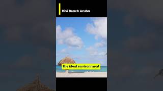 Divi Beach Aruba  🌅 Welcome the Day at Divi Beach Aruba 🏖️💫 Awaken to the enchanting beauty of Div [upl. by Froh]