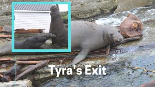 Tyras Exit  Elephant Seals fighting for the right to mate [upl. by Ottinger465]