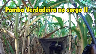 Pomba verdadeira no sorgo II [upl. by Inalej]